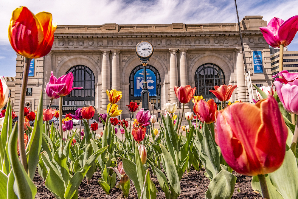 Tulips in front of Union Station courtesy of Roy Inman Photography